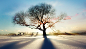 大洋洲篮坛劲旅夺得全球篮球巅峰赛冠军